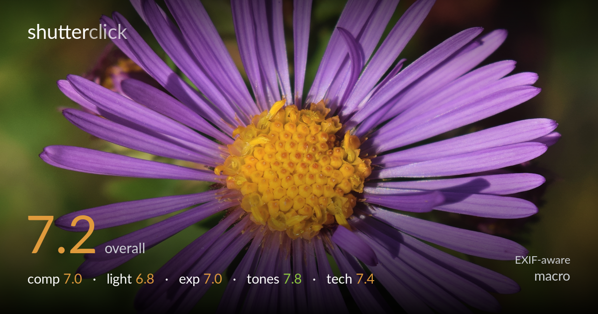 macro photo critique card