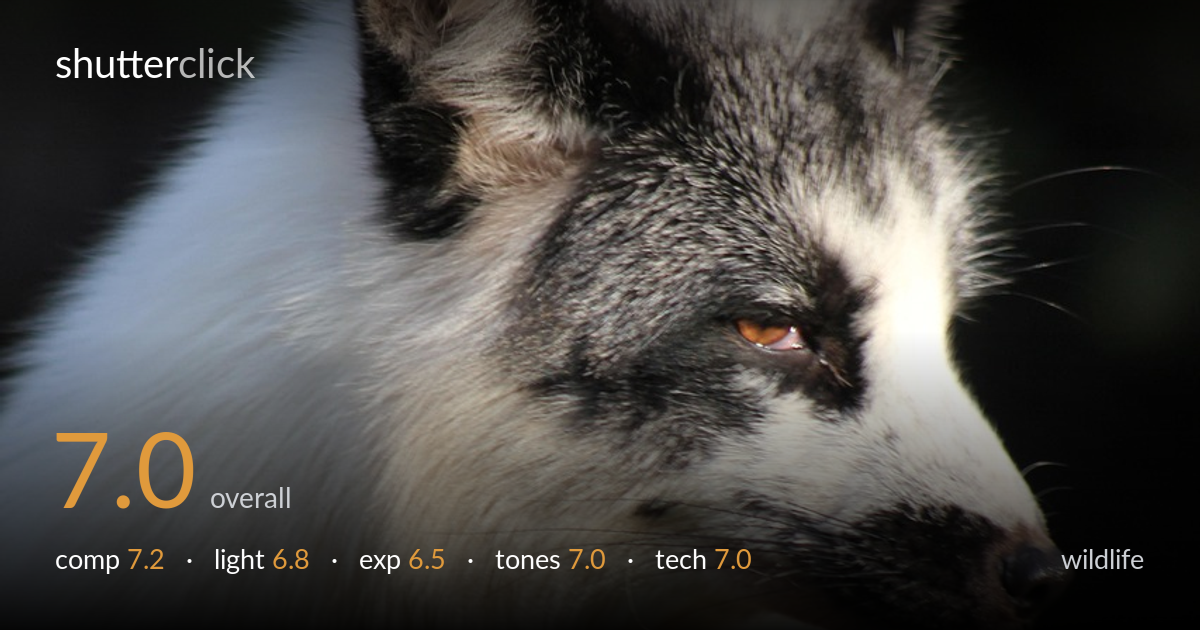 wildlife photo critique card