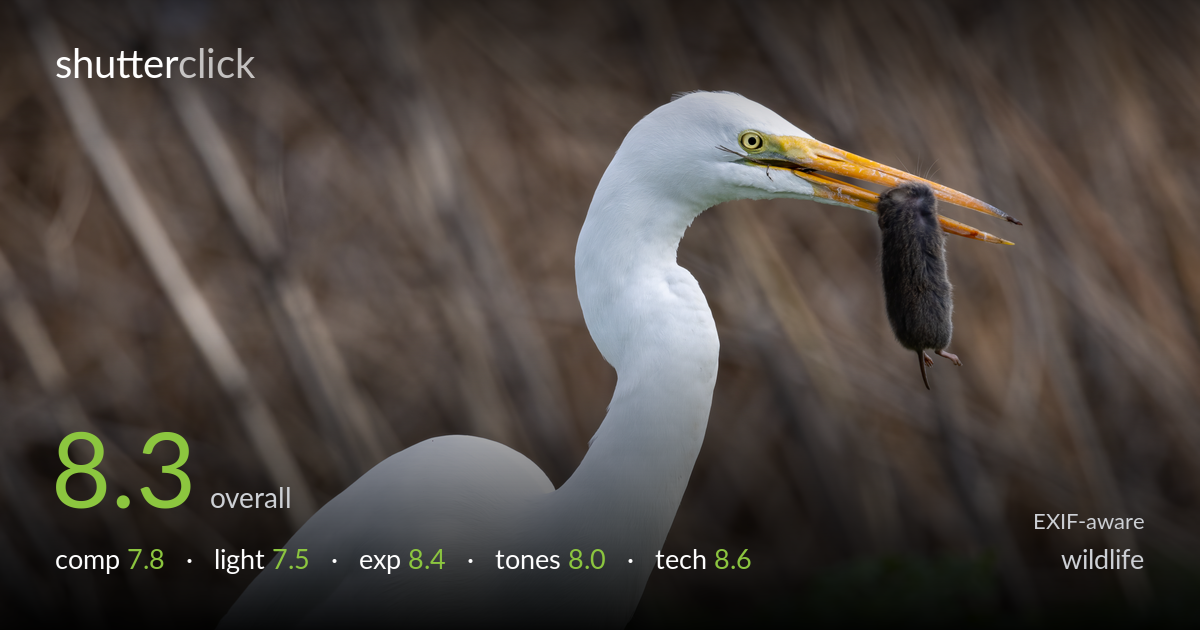 wildlife photo critique card