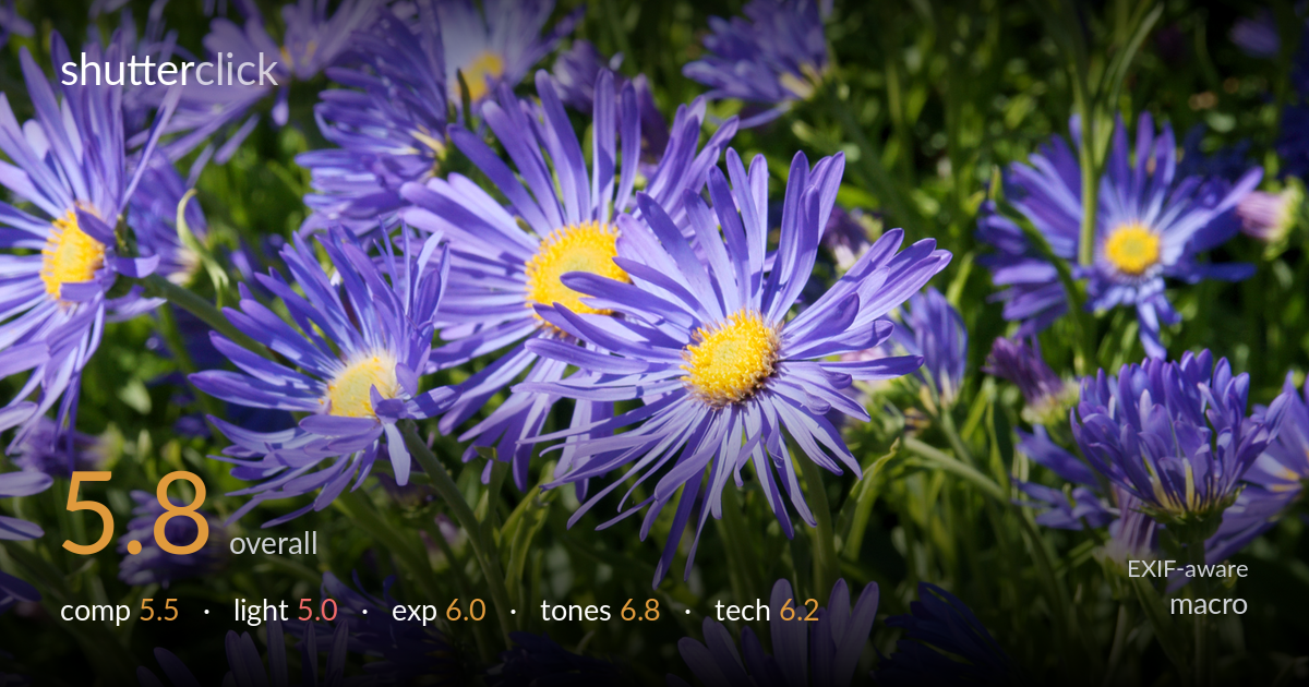 macro photo critique card