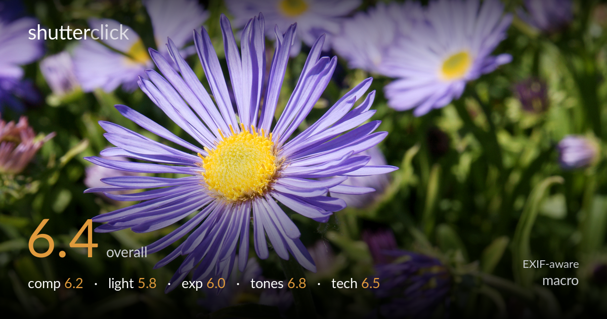 macro photo critique card