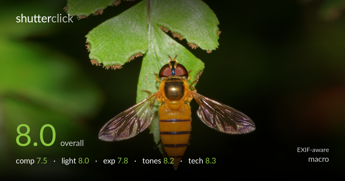 macro photo critique card