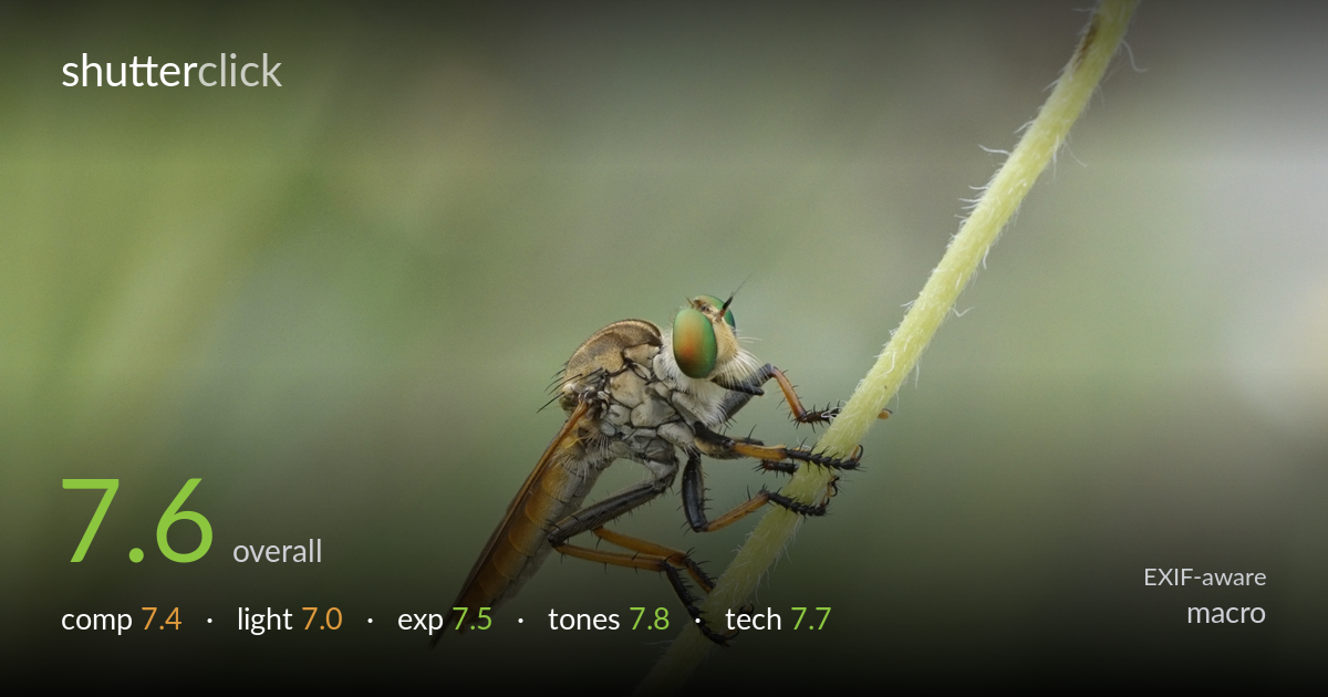 macro photo critique card