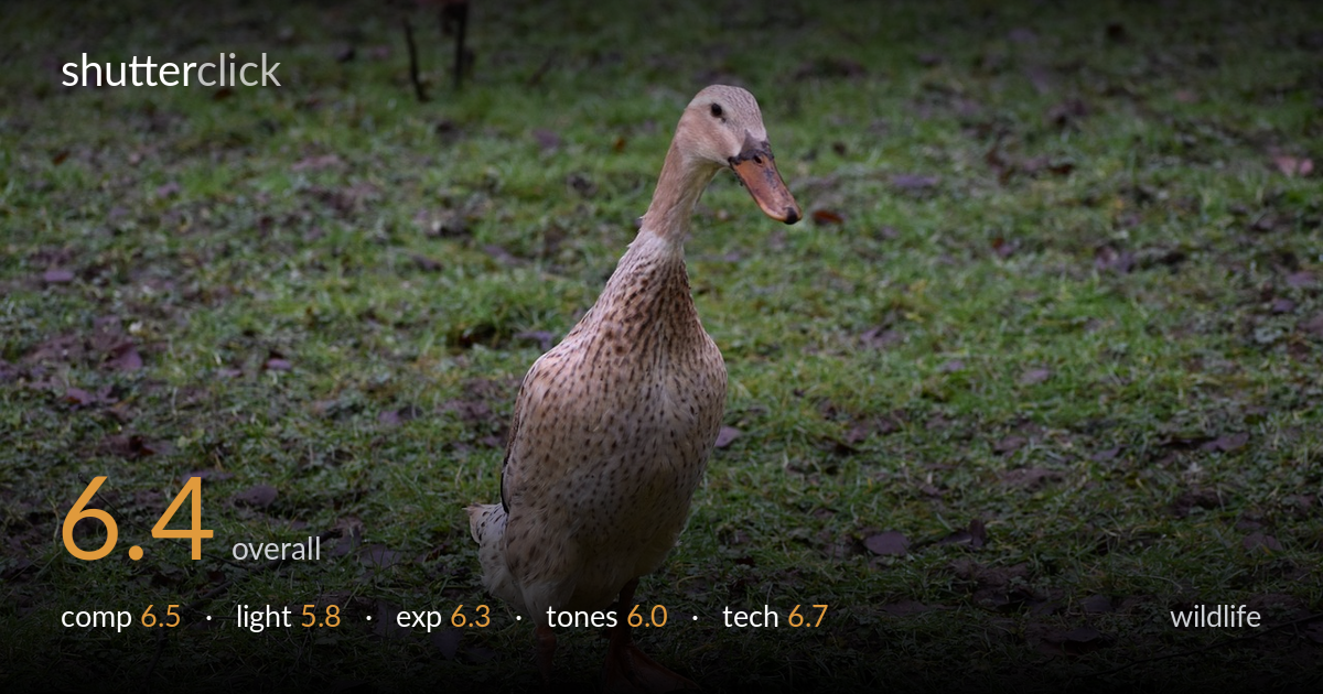 wildlife photo critique card