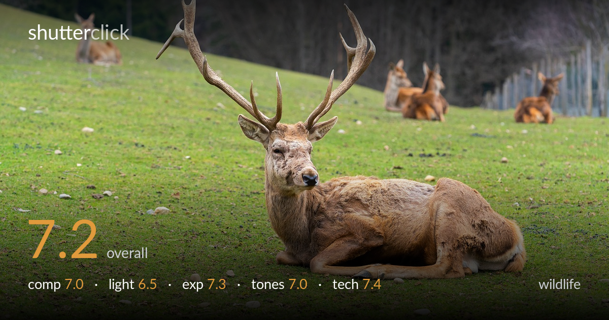wildlife photo critique card