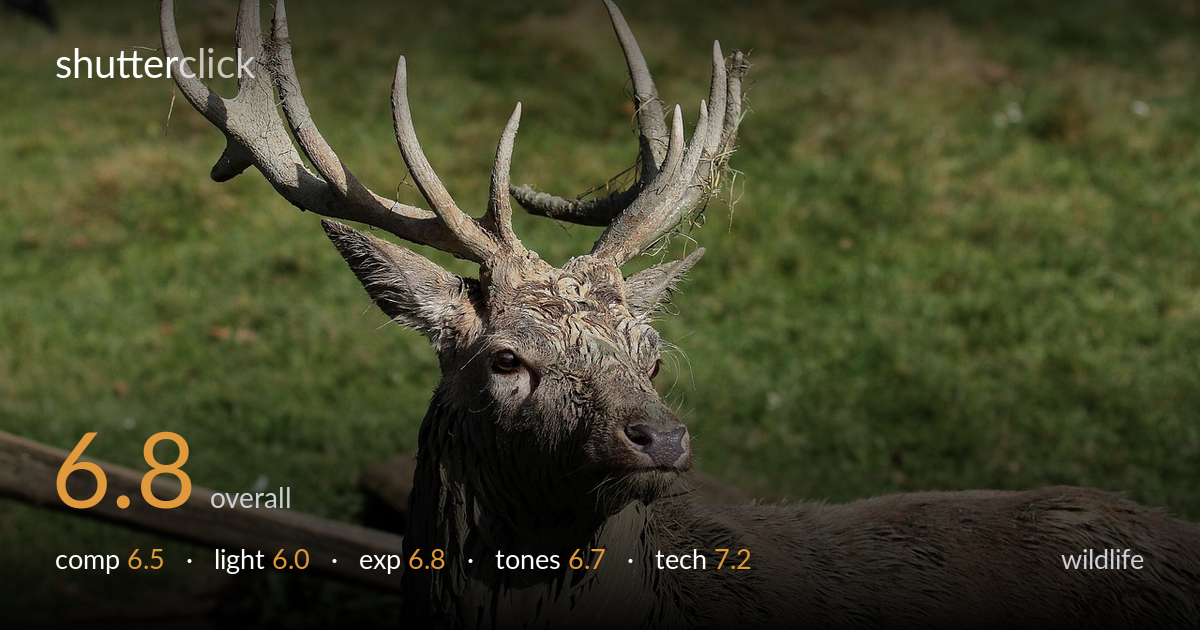 wildlife photo critique card