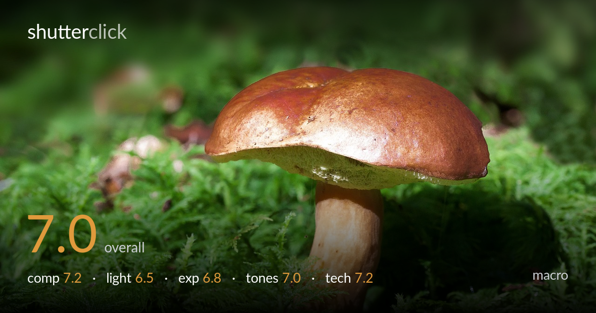 macro photo critique card