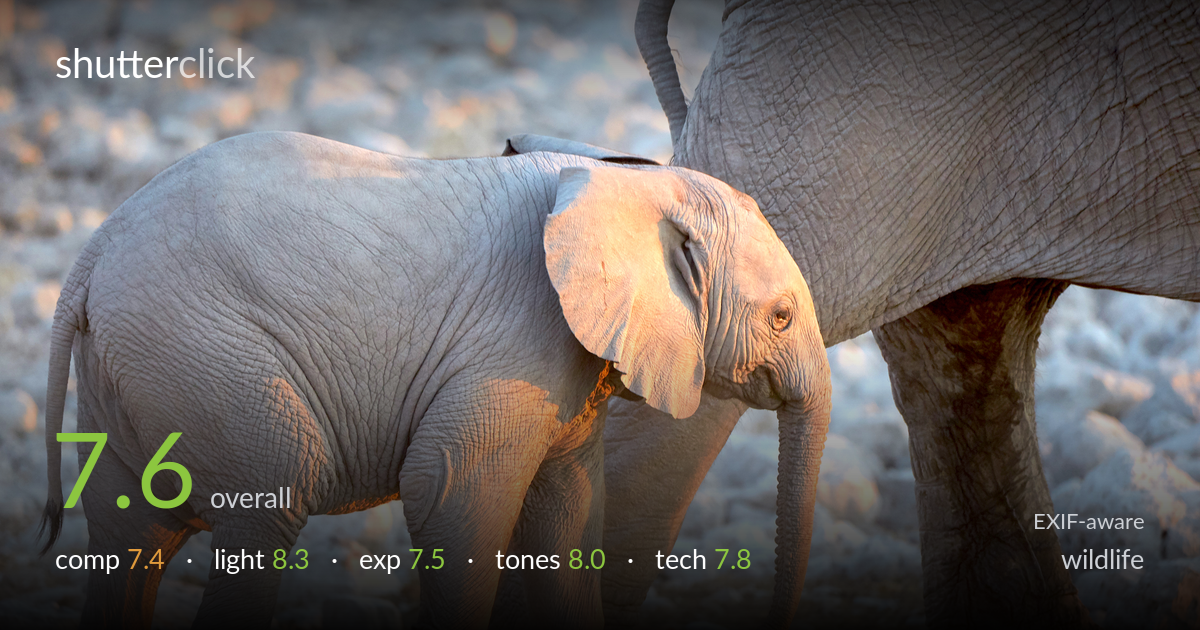 wildlife photo critique card