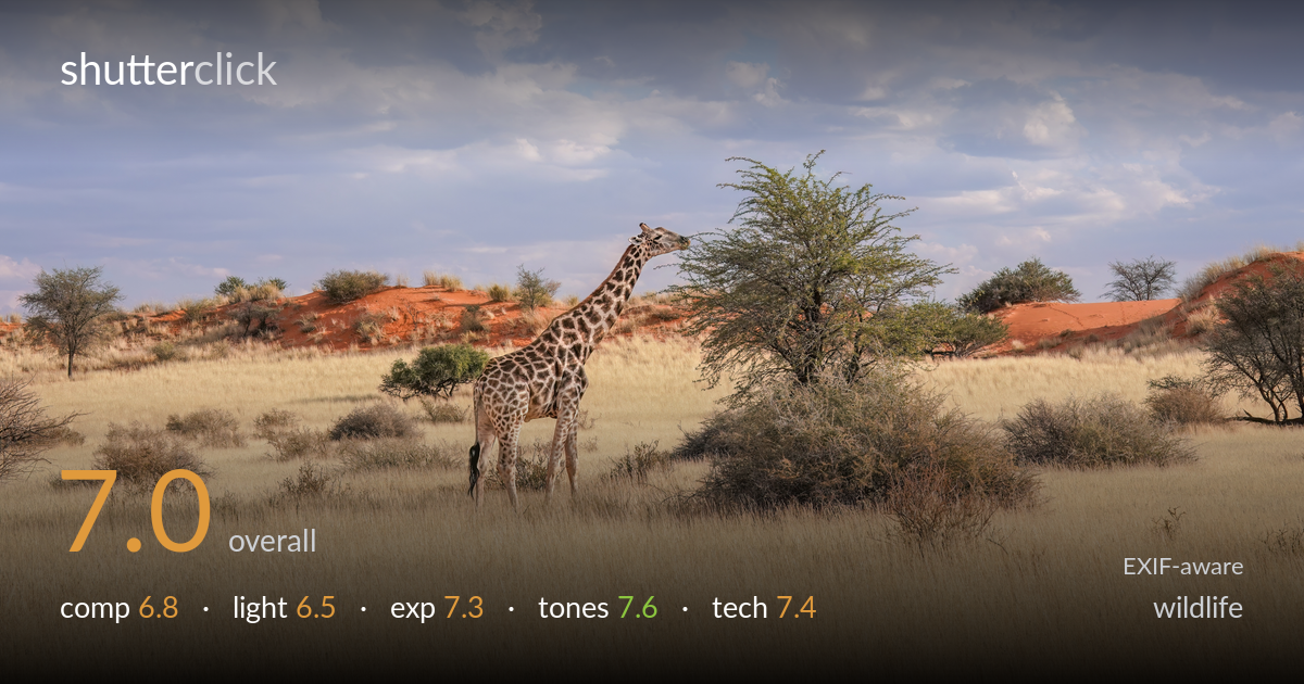 wildlife photo critique card