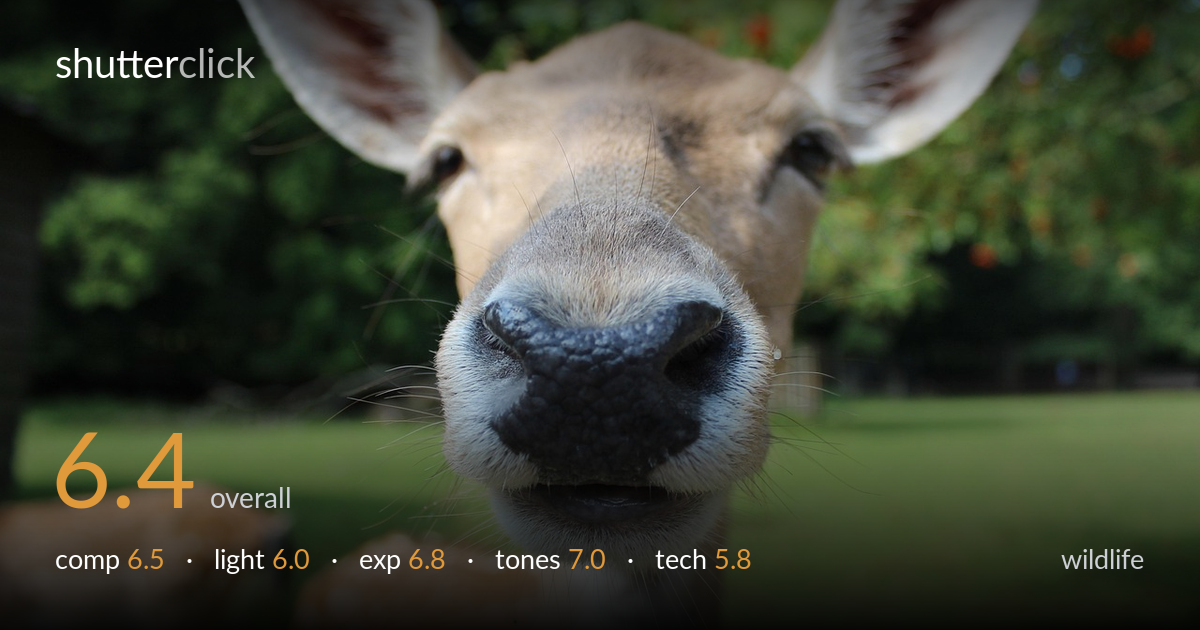 wildlife photo critique card