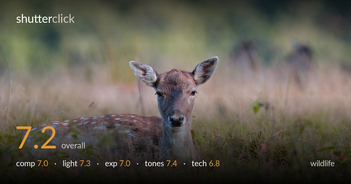 wildlife photo critique card
