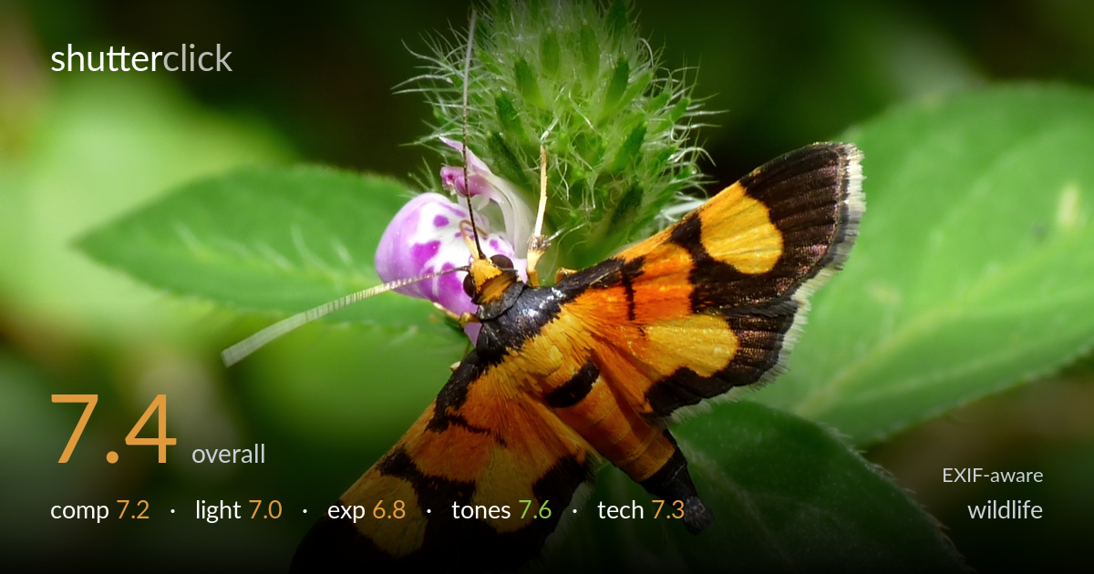 wildlife photo critique card