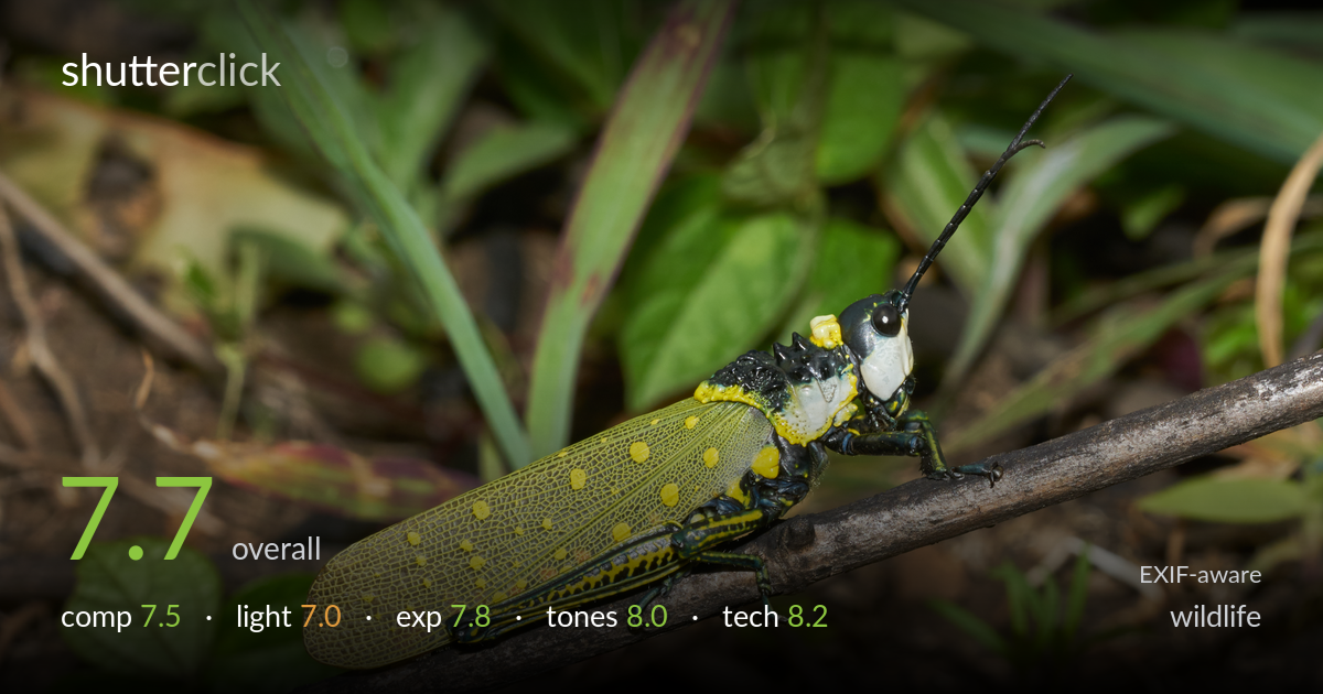 wildlife photo critique card