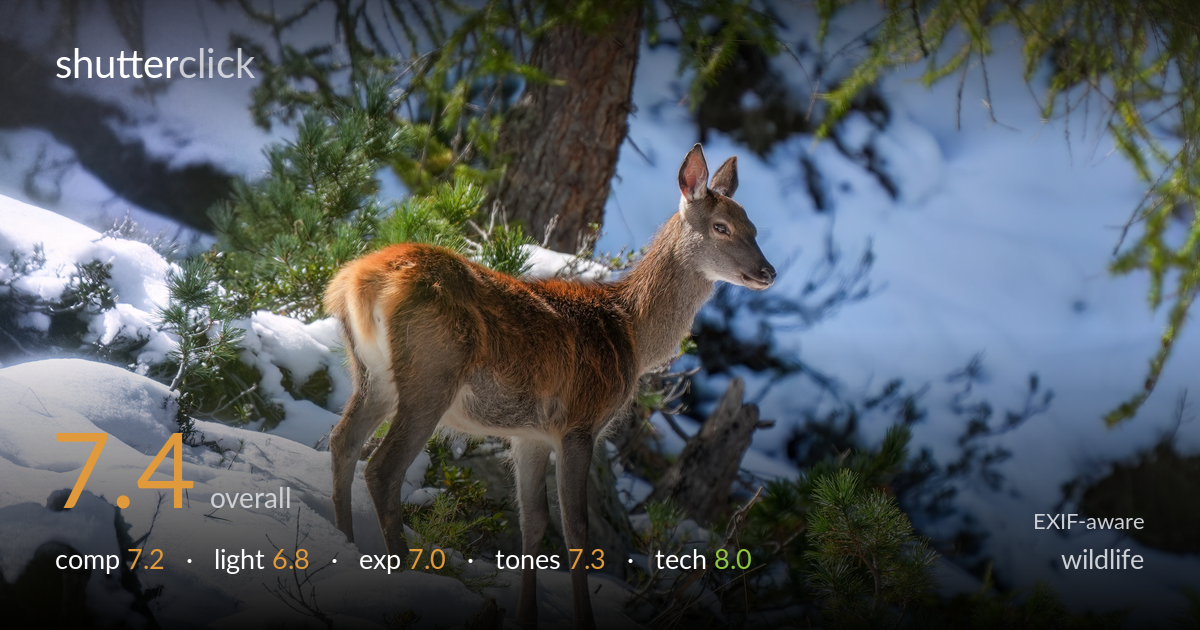 wildlife photo critique card