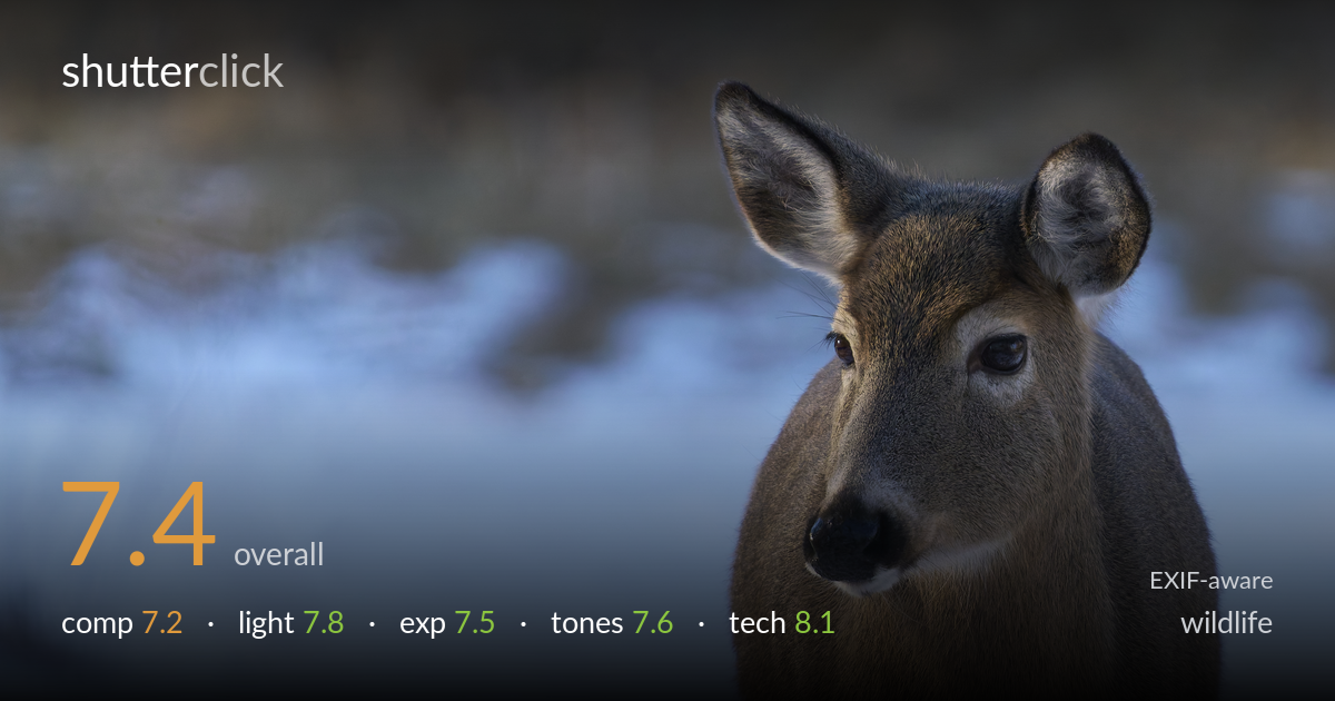 wildlife photo critique card