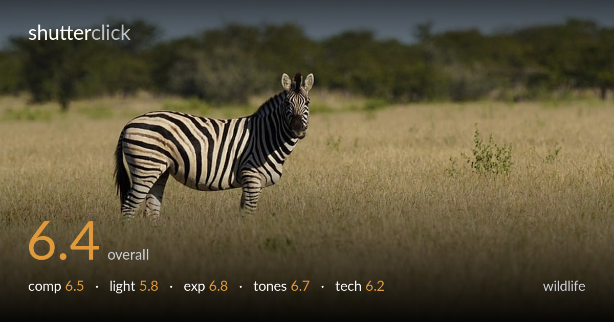 wildlife photo critique card