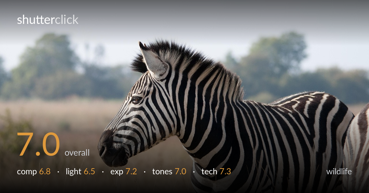 wildlife photo critique card
