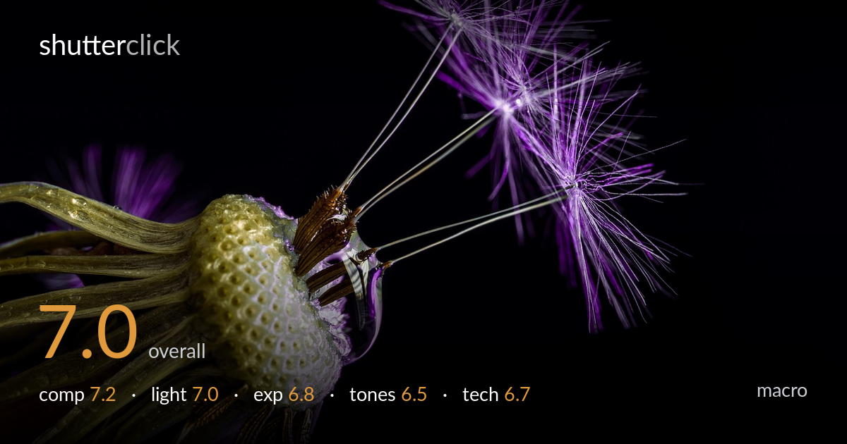 macro photo critique card