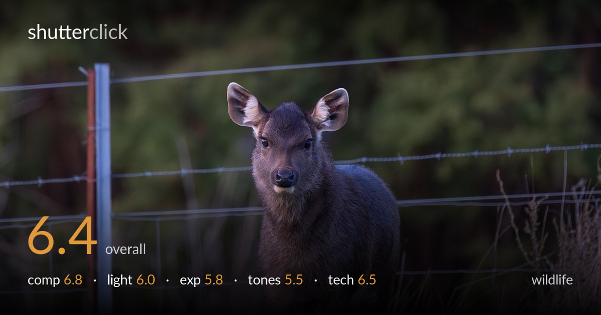 wildlife photo critique card