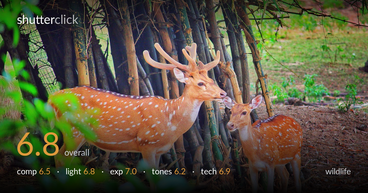 wildlife photo critique card