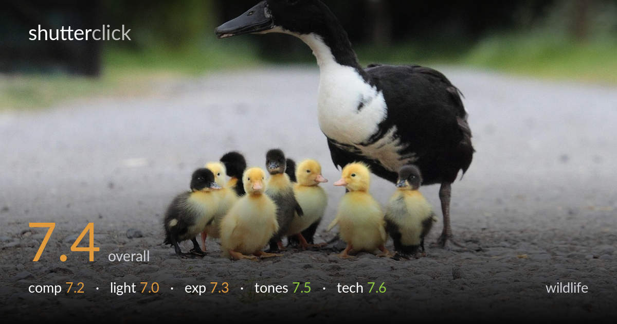 wildlife photo critique card