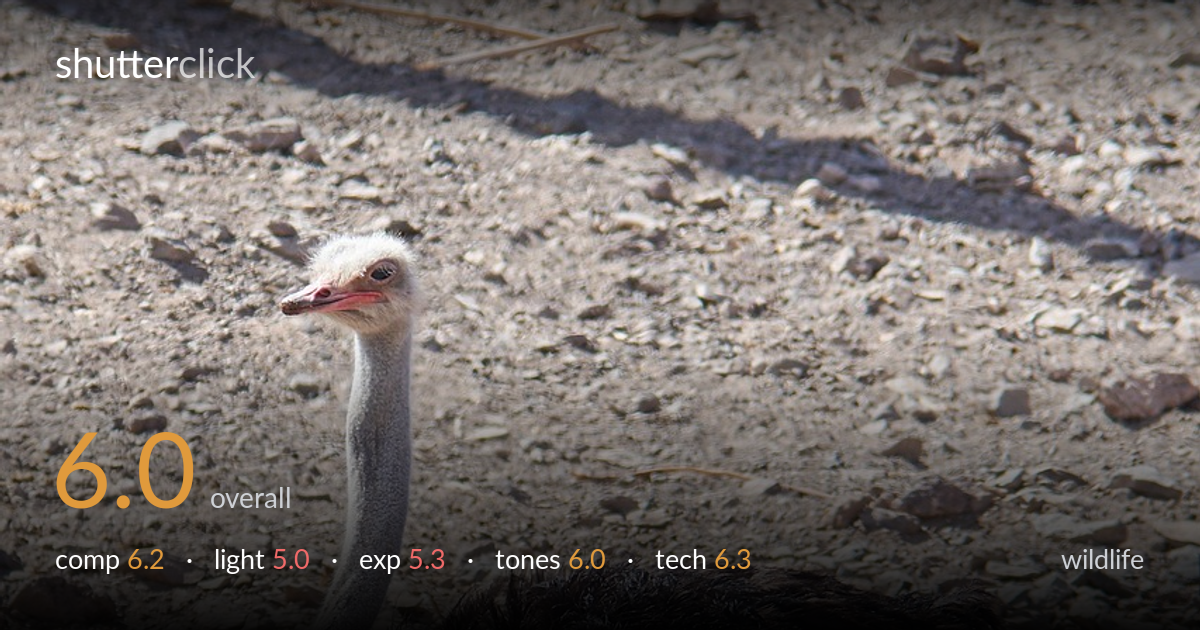 wildlife photo critique card
