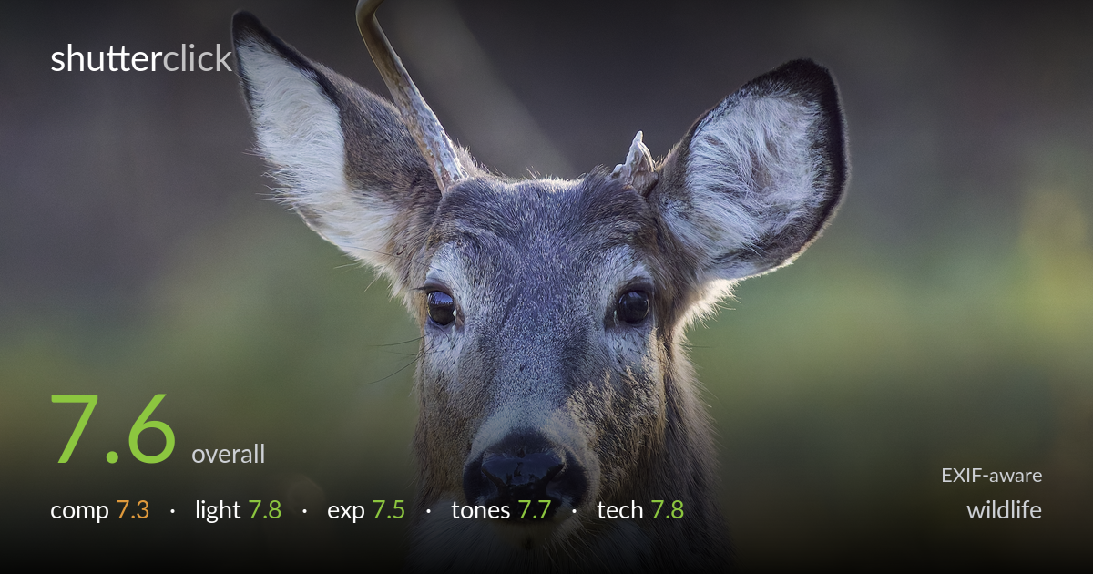 wildlife photo critique card