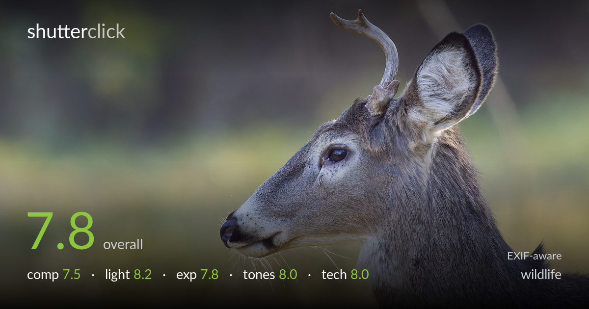 wildlife photo critique card