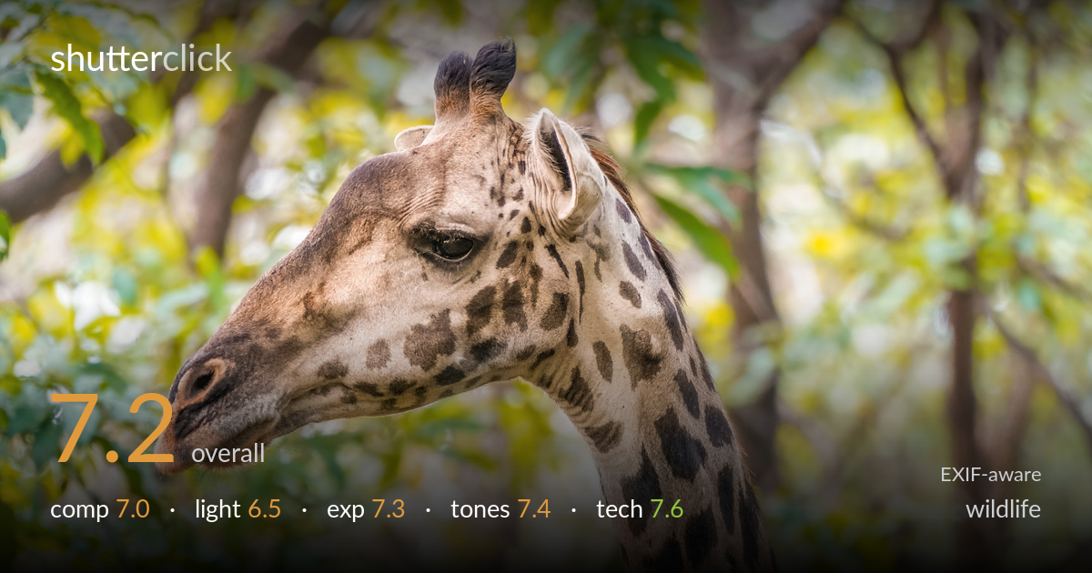 wildlife photo critique card