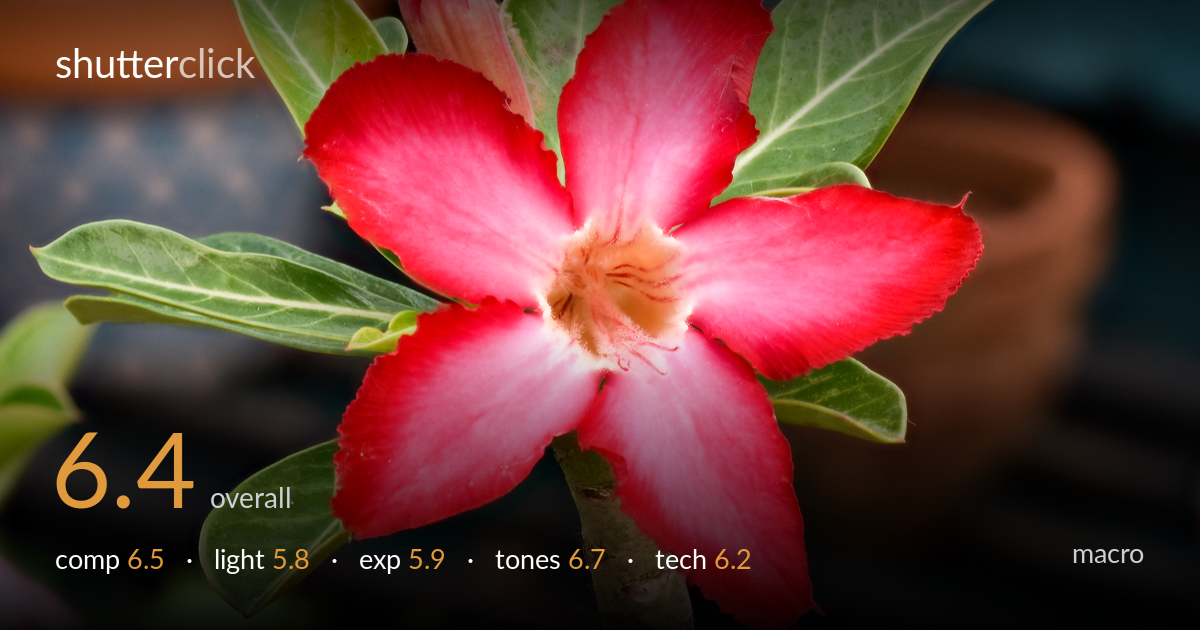 macro photo critique card