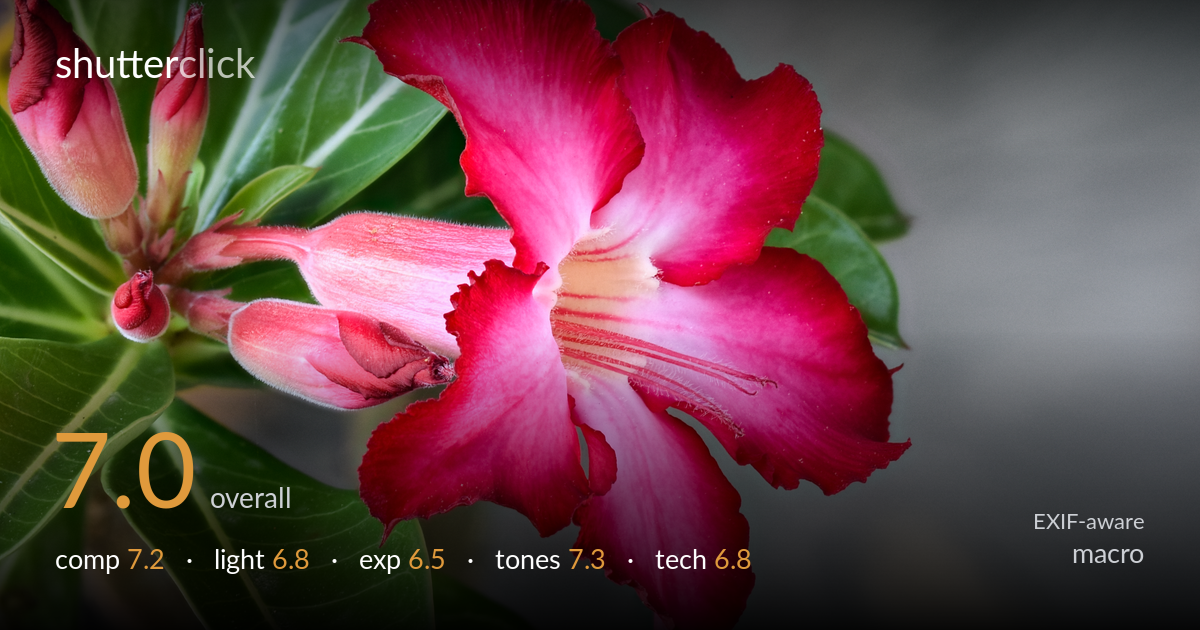 macro photo critique card