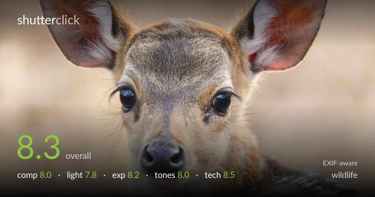 wildlife photo critique card
