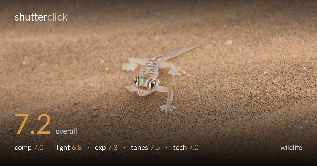 wildlife photo critique card