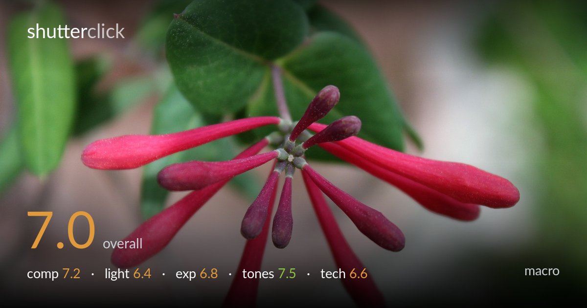 macro photo critique card
