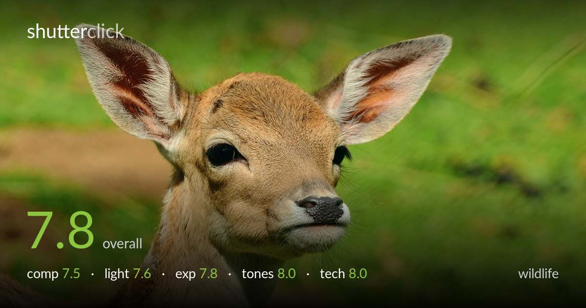 wildlife photo critique card