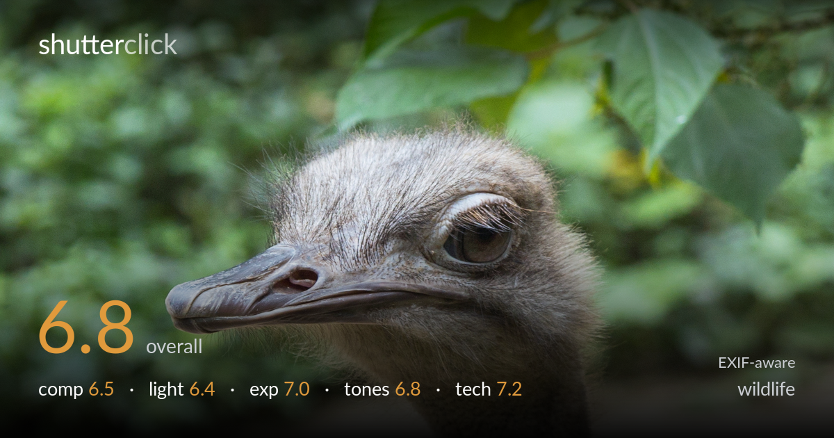 wildlife photo critique card