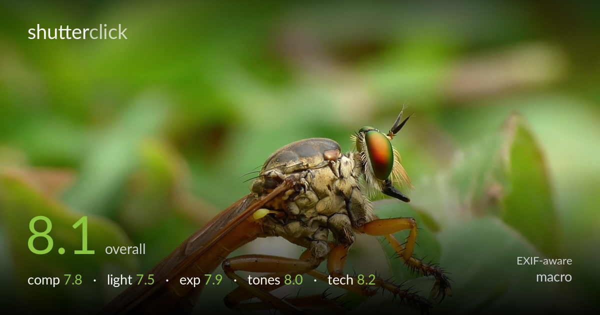 macro photo critique card