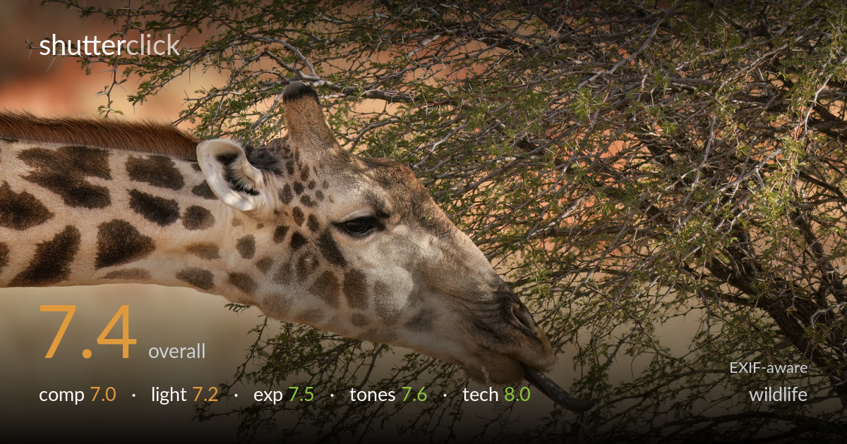wildlife photo critique card