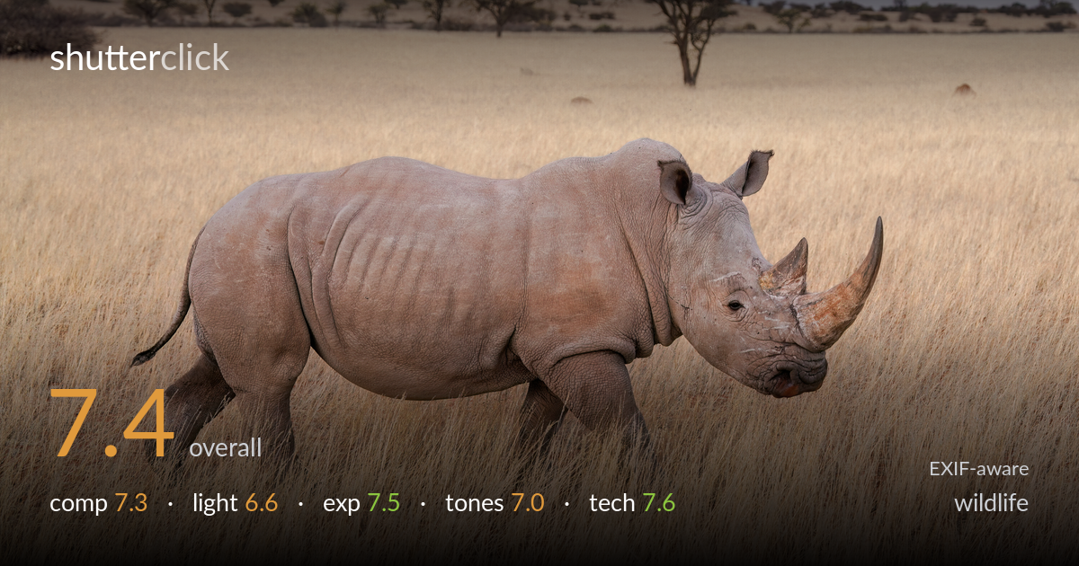 wildlife photo critique card