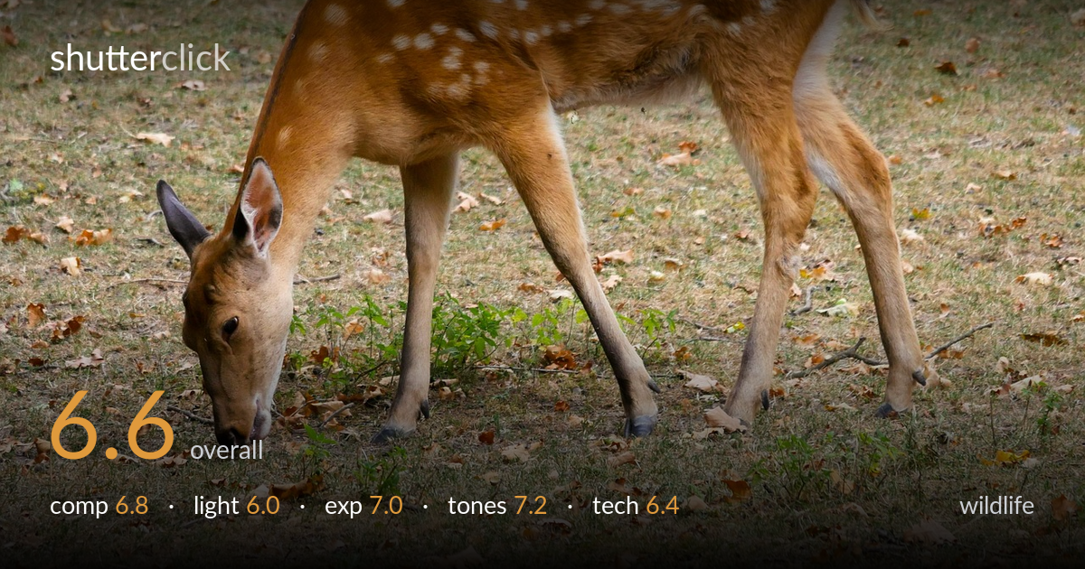 wildlife photo critique card