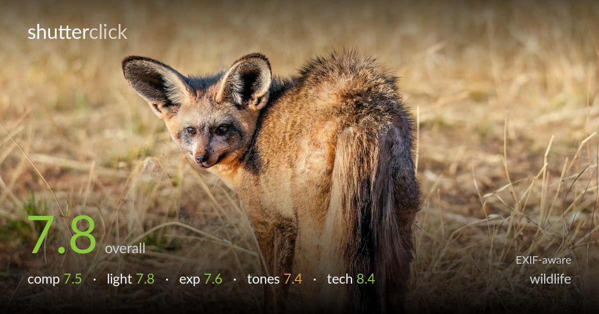 wildlife photo critique card