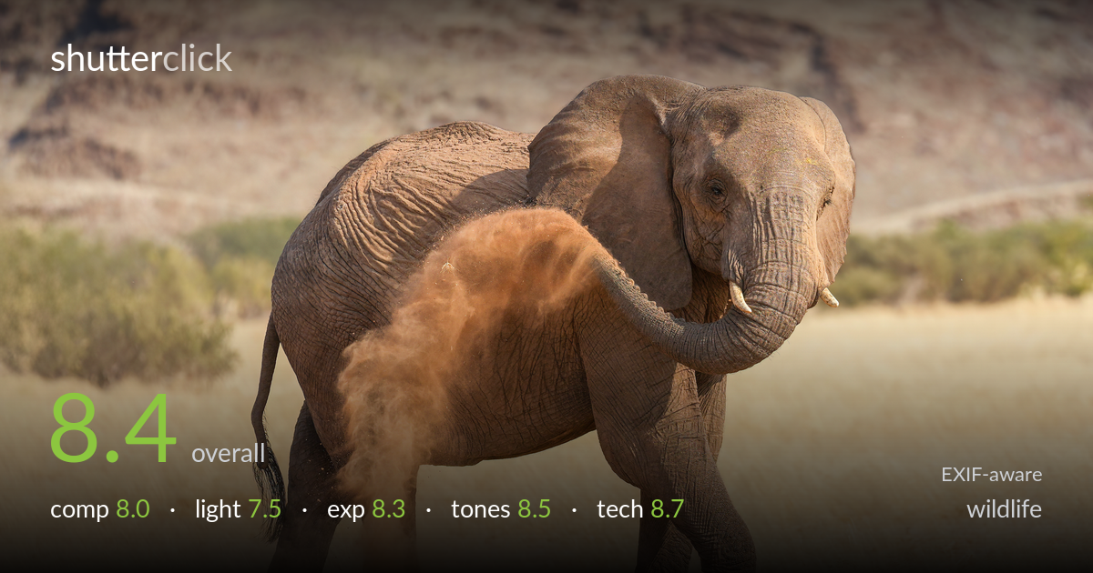 wildlife photo critique card