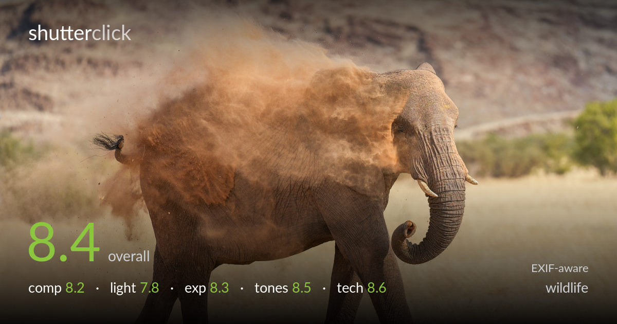 wildlife photo critique card
