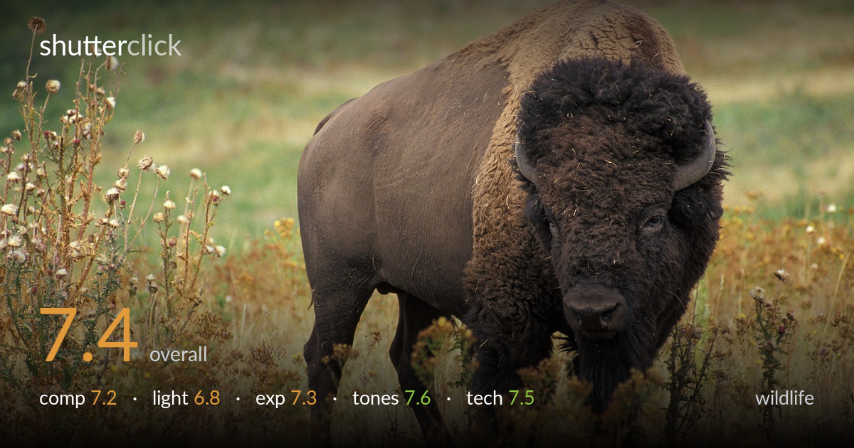 wildlife photo critique card