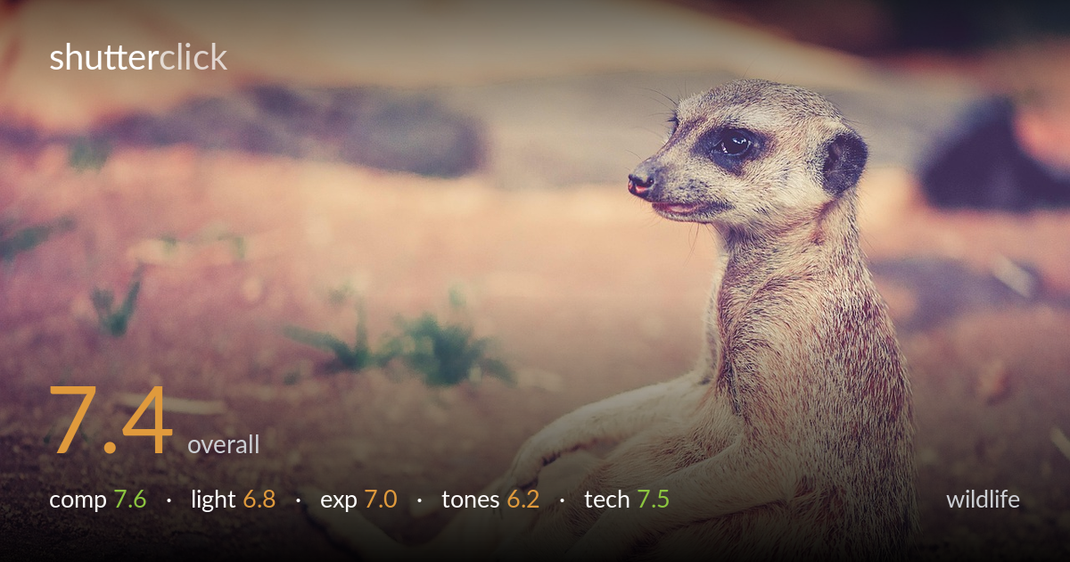 wildlife photo critique card