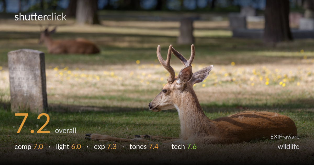 wildlife photo critique card