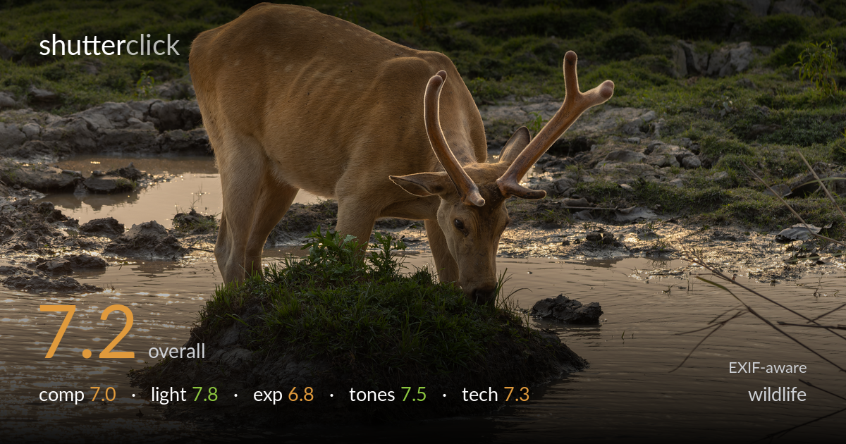 wildlife photo critique card