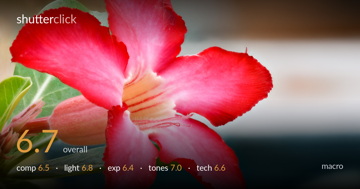 macro photo critique card