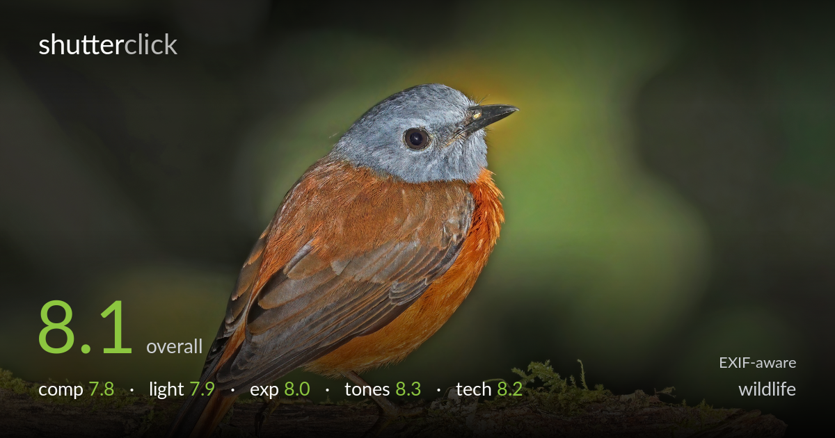 wildlife photo critique card