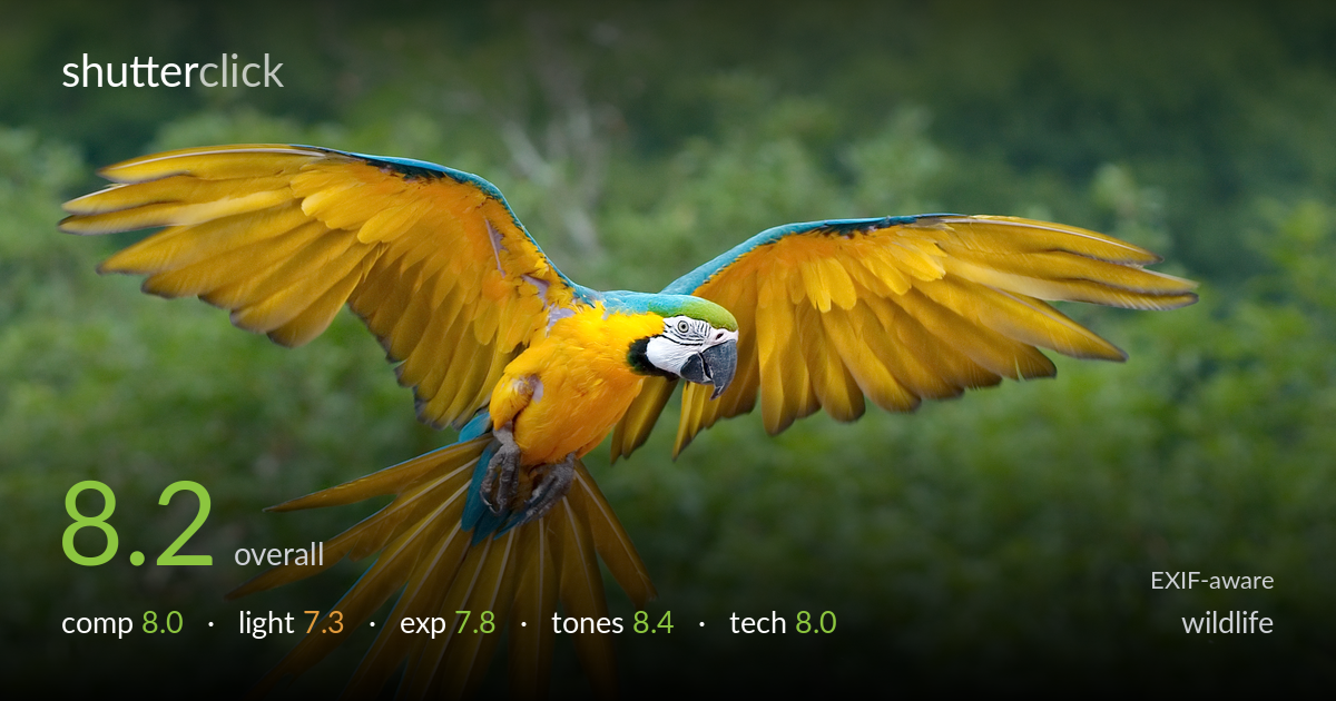 wildlife photo critique card